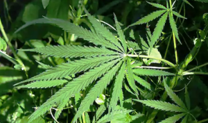 भांग में मौजूद है औषधीय गुण, सिरदर्द से लेकर गठिया, अस्थमा और कानदर्द को कर सकती है ठीक