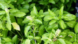 तुलसी के पौधे का है खास महत्व, घर में लगाने से आती है सुख-समृद्धि