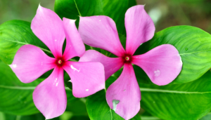 सदाबहार की पत्तियों के हैं गजब के फायदें, डायबिटीज रोगियों का शुगर लेवल करता है कंट्रोल