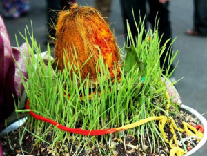 नवरात्रि में बोया जाता है जौ, जानें सेहत के साथ धार्मिक महत्ता