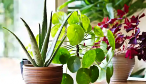 सेहत के लिए फायदेमंद है घर में ये पौधे होना, प्रदूषण से करेंगे बचाव