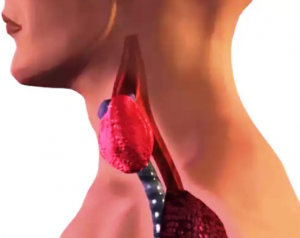 थायरॉइड के मरीजों को खाना चाहिए ऐसा भोजन, प्राकृतिक रूप से नियंत्रित रहेगी बीमारी