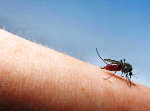 मच्‍छर काटने के बाद क्‍यों होती है खुजली?