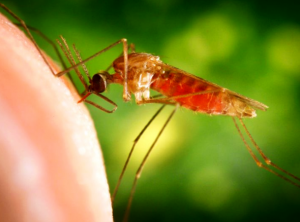 रिसर्च:मलेरिया की 100 साल पुरानी गुत्थी सुलझी, पता चला मलेरिया दिमाग पर कैसे असर डालता है; इससे कम की जा सकेंगी मौतें