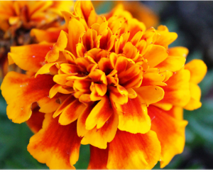 जिद्दी दाद, खाज और खुजली को 7 दिन में जड़ से दूर कर देता है ये 1 फूल