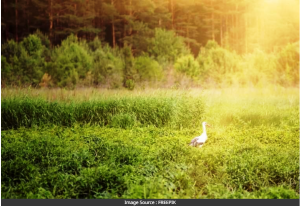 Health Tips: नंगे पांव घास पर चलने से मिलते हैं अनेक फायदे, हर रोज इतने घंटे टहलें