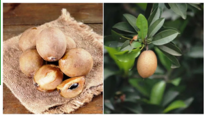 Chickoo Winter Benefits: शरीर को ऊर्जा से भरने के साथ ये 10 फायदे पहुंचाता है चीकू!