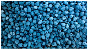 Blueberries Health Benefits: गर्मियों में खूब खाएंगे ब्लूबेरीज़, तो सेहत को मिलेंगे ये 4 चौंकाने वाले फायदे