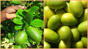 खट्टे फलों की रानी है ये, जानिए क्यों विदेशों में भी फेमस है असम के इस State fruit का स्वाद