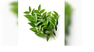 स्वाद ही नहीं सेहत में भी फायदों का तड़का लगाता है कड़ी पत्ता, रोज़ाना खाएंगे तो आसपास भी नहीं फटकेंगी बीमारियां