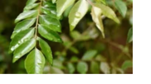 सुबह उठकर सबसे पहले पिएं करी पत्ते का पानी, मिलेंगे ये अद्भुत फायदे