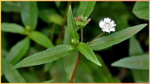 अच्छा तो इस काम भी आता है भृंगराज (bhringraj)! जानें किन समस्याओं का है ये आयुर्वेदिक इलाज