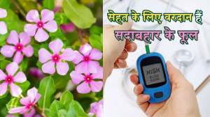 कई बीमारियों में रामबाण हैं सदाबहार के फूल, जानिए डायबिटीज और ब्लड प्रेशर की समस्या से कैसे दिलाते हैं राहत