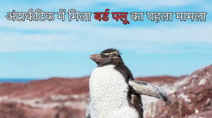अंटार्कटिक में पहली बार मिला Bird Flu का मामला, जानें क्या है यह बीमारी और इंसानों के लिए कितनी खतरनाक