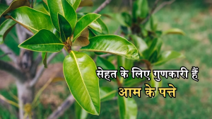 Mango Leaves Benefits: डायबिटीज से लेकर किडनी स्टोन की समस्या तक, सेहत के लिए काफी फायदेमंद हैं आम के पत्ते