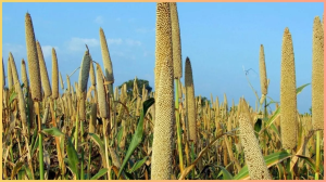 डायबिटीज में सबसे ज्यादा क्या खाना चाहिए? जानें वो फूड्स जो हैं Insulin booster