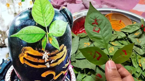भगवान शिव को चढ़ने वाला ‘बेलपत्र’ है गुणों की खान, जानें सेहत के लिए है कितना फायदेमंद?