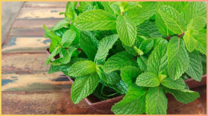 पुदीने में कौन सा विटामिन होता है? जानें इसका सेवन कब करना चाहिए