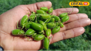 बड़ा दमदार है यह हरा साग, प्रोटीन का भंडार, इसके सेवन से रोग होंगे दूर, शरीर को मिलेगी ताकत