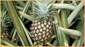 कच्चा होने पर मीठा लगता है ये फल, पकने पर हो जाता है खट्टा! जानें इसे क्यों और कब खाएं?