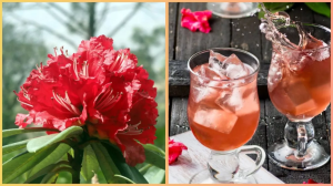 इस शरबत के सामने फेल हैं तमाम फ्रूट जूस! मौसम जाने से पहले जरूर पी लें ये 3 लोग