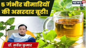 जहरीली बीमारियों की काट है यह पौधा, पत्ते छूने पर लगता है बिच्छू जैसा डंक, जोड़ों पर रखने से चूस लेते हैं सारा दर्द