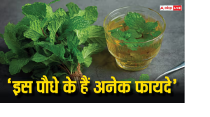 इस पौधे के फायदे कर देंगे आपको हैरान, कब्ज से लेकर मोटापे तक सब में हैं कारगर...