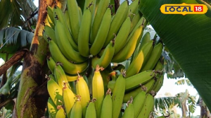 कच्चे केले खाने से भी मिलते हैं गजब के फायदे! डायबिटीज के लिए रामबाण, ऐसे करें सेवन