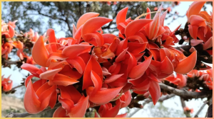 इन दिनों सड़क पर बिछे नजर आते हैं ये औषधीय फूल, कई समस्याओं में होता है इस्तेमाल