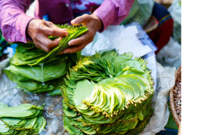 इस औषधीय पत्ते को चबाते ही सिरदर्द हो दूर, वजन, शुगर लेवल घटाने का है रामबाण इलाज, 6 रोगों से बचाए, इस समय करें सेवन
