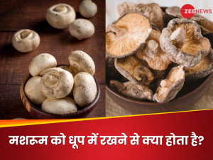 धूप में रखने से मशरूम में बढ़ जाती है विटामिन-डी की मात्रा! जानें क्या है इसके पीछे का लॉजिक?