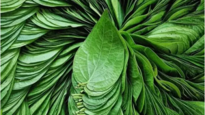 पान के पत्ते ही नहीं इसका पानी भी है फायदेमंद, जानकर रोज पीना शुरू कर देंगे आप