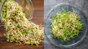 वेट लॉस से लेकर डाइजेशन तक, Sprouts खाने से होते हैं कई फायदे, आज ही अपनी डाइट में करें शामिल