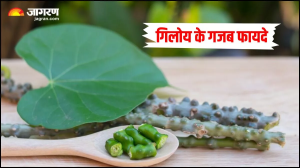 डेंगू और मलेरिया ही नहीं, इन बीमारियों में भी रामबाण है गिलोय! जानिए कमाल के 4 फायदे