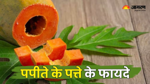 रोजाना पपीते के पत्तों का जूस पीने से होगा कई खतरनाक बीमारियों से बचाव, फायदे जानकर आप भी रह जाएंगे हैरान