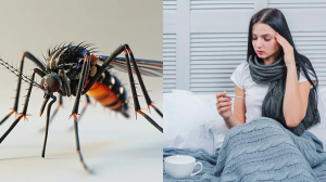 शहर-शहर फैल रहा है डेंगू का डंक, जान लें लक्षण और कैसे करना होगा मच्छरों से बचाव