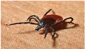 पड़ोसी देश Pakistan में फैला Congo Virus का प्रकोप, समय पर लक्षण पहचानना बेहद जरूरी