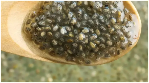 सुबह खाली पेट इस काले बीज को गुनगुने पानी में मिलाकर पिएं, तेजी से कम होगा मोटापा; शरीर को मिलेंगे अन्य फायदे