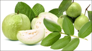 डायबिटीज में कैसे खाएं अमरूद के पत्ते, आयुर्वेद में बताया गया शुगरनाशक, टॉनिक का करते हैं काम