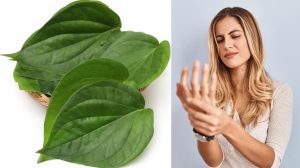 यूरिक एसिड में प्यूरीन को निकाल फेंक बाहर करता है ये हरा पान का पत्ता, जानिए कैसे करें इस्तेमाल
