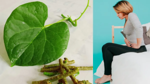 गिलोय कर सकता है PCOS का खात्मा, महिलाओं को जरूर करना चाहिए सेवन, ये आयुर्वेदिक जड़ी-बूटियां हैं असरदार