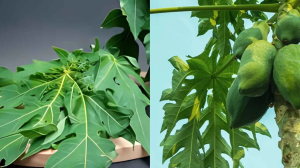 पपीते की पत्तियां हैं आयुर्वेदिक गुणों से भरपूर, इन समस्याओं में हैं लाभकारी; जानें इस्तेमाल का सही तरीका