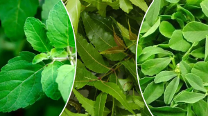 Dengue Fever : डेंगू के बुखार में ये 4 पत्ते हैं अमृत के समान, मिनटों में बढ़ा देते हैं प्लेटलेट्स