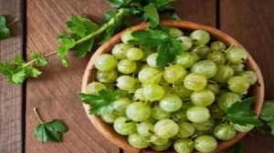 रोजाना एक आंवला खाने से शरीर को मिलेंगे ये 5 फायदे, जानकर हो जाएंगे हैरान, जानें खाने का सही तरीका