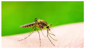 कैसे पहचानें डेंगू हुआ है या जीका वायरस की चपेट में आ गए हैं आप? डॉक्टर से जानें