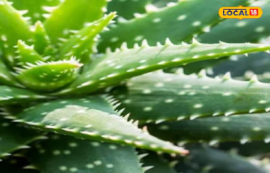 इस कटीले पत्ते के आगे फेल हैं महंगे प्रॉडक्ट, रोज सुबह लगाने से कमल की तरह खिला रहेगा चेहरा