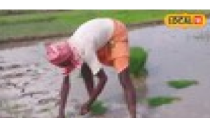 धान की नयी किस्म में गजब के औषधीय गुण, ये अल्जाइमर,दिल और कैंसर से बचाएगा