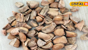 इस फल की गुठली में है हार्ट सहित दर्जनों समस्याओं का इलाज, घर पर दवा तैयार करने की जानें विधि