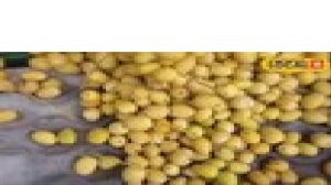 यह है राजस्थान का देसी फल, साल में सिर्फ एक से दो महीने मिलता...विटामिन से भरपूर, सेहत का खजाना