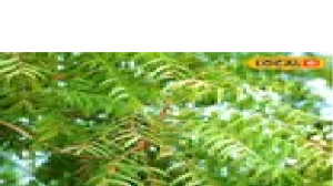 गर्मी में पेट से जुड़ी समस्या के लिए आजमाएं ये घरेलू नुस्खे, चुटकियों में मिल सकता है आराम